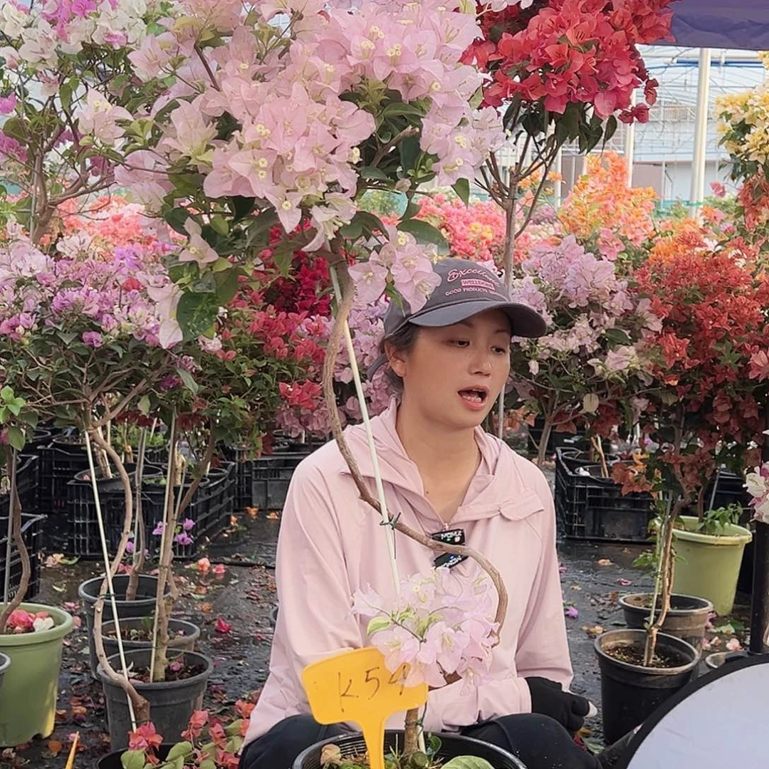 知***夏大部分花苞少量开放K54丽娜