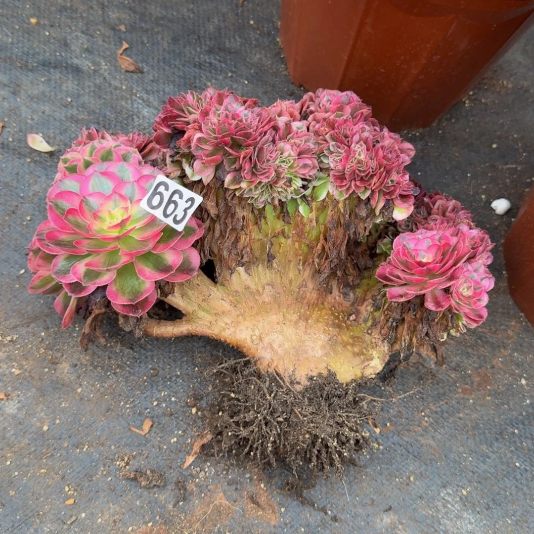 663多肉植物倾城缀有干伤