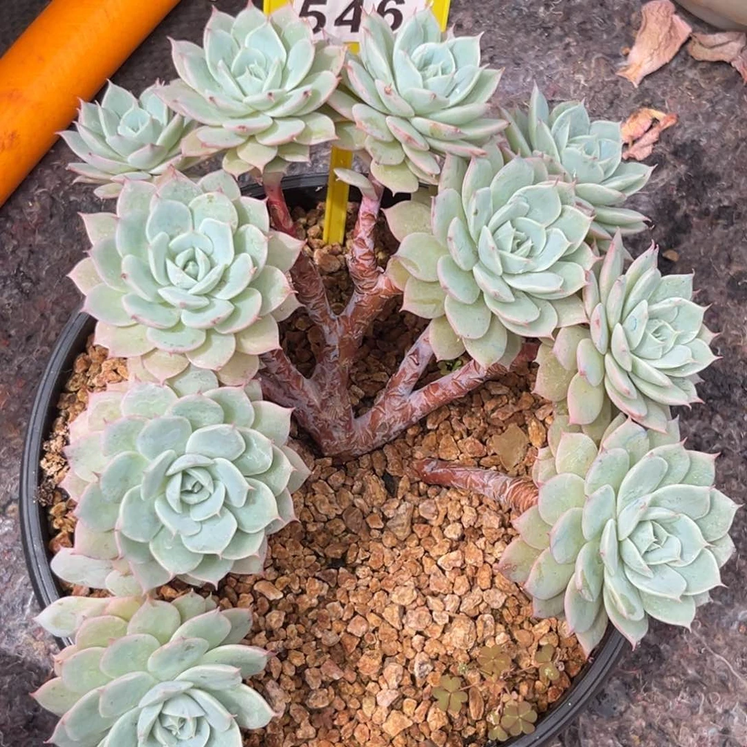 多肉植物雪域缀化545