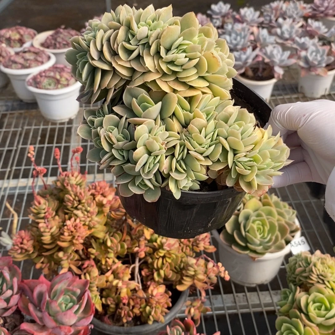 542星纳塔缀化一物一拍