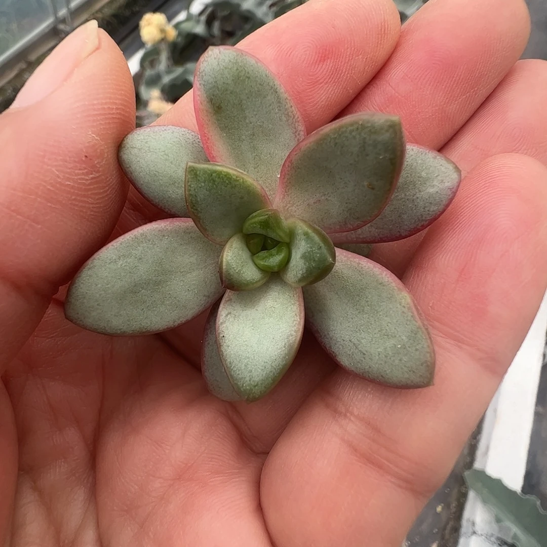 放***࿐多肉植物多肉植物