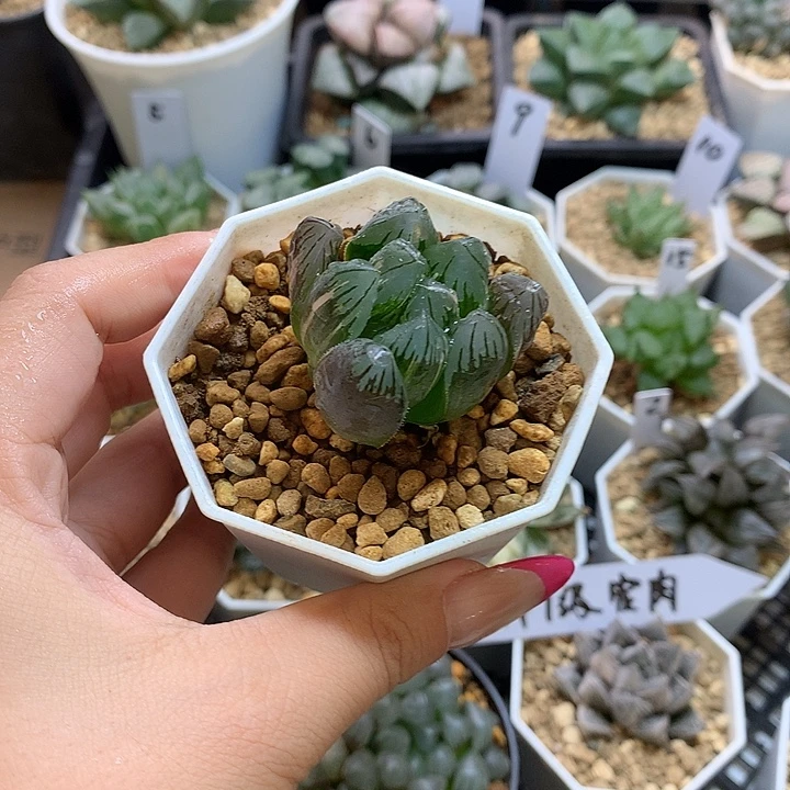 黑葡萄锦 一物一拍 带盆土