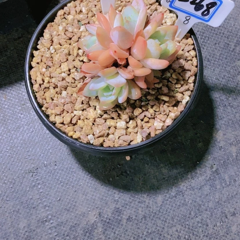 【闪购商品】?***?2268