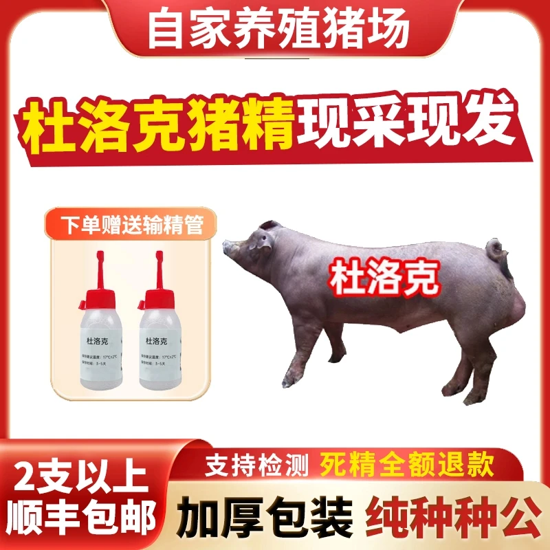 兽用优质黑猪精液母猪配种人工授精当天现采现发