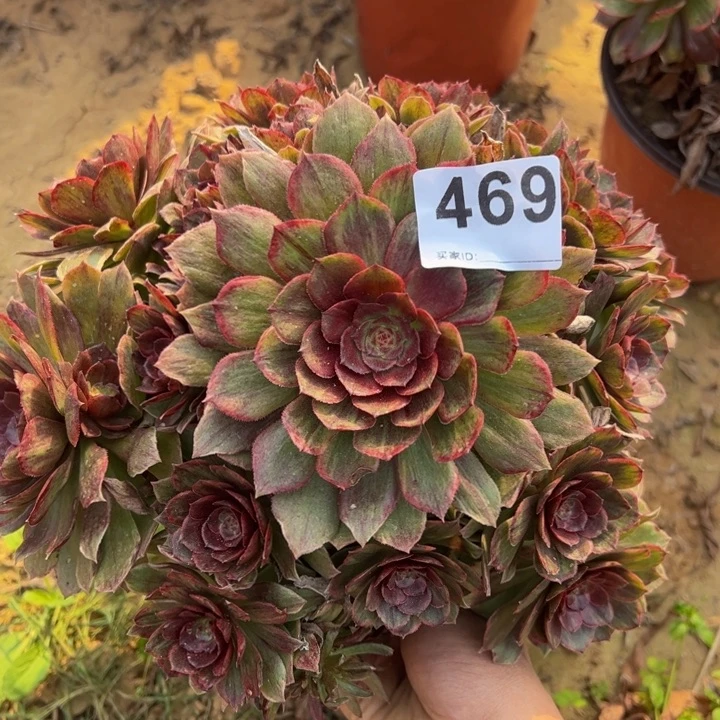 红霞多肉植物469