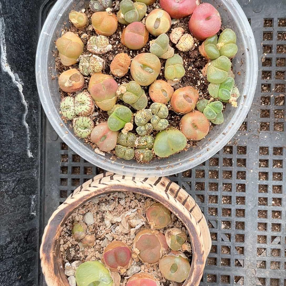 闪购商品脱土发货004