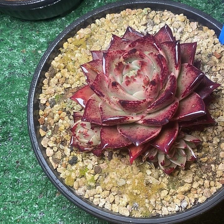 美**美66////////////////