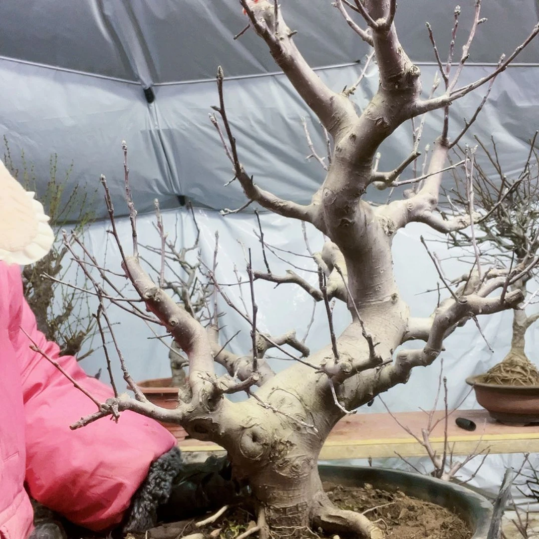 用****7海棠盆景一物一拍