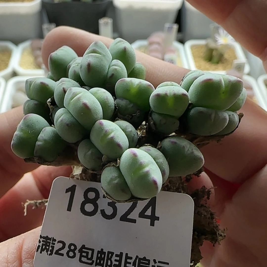 【闪购商品】18324