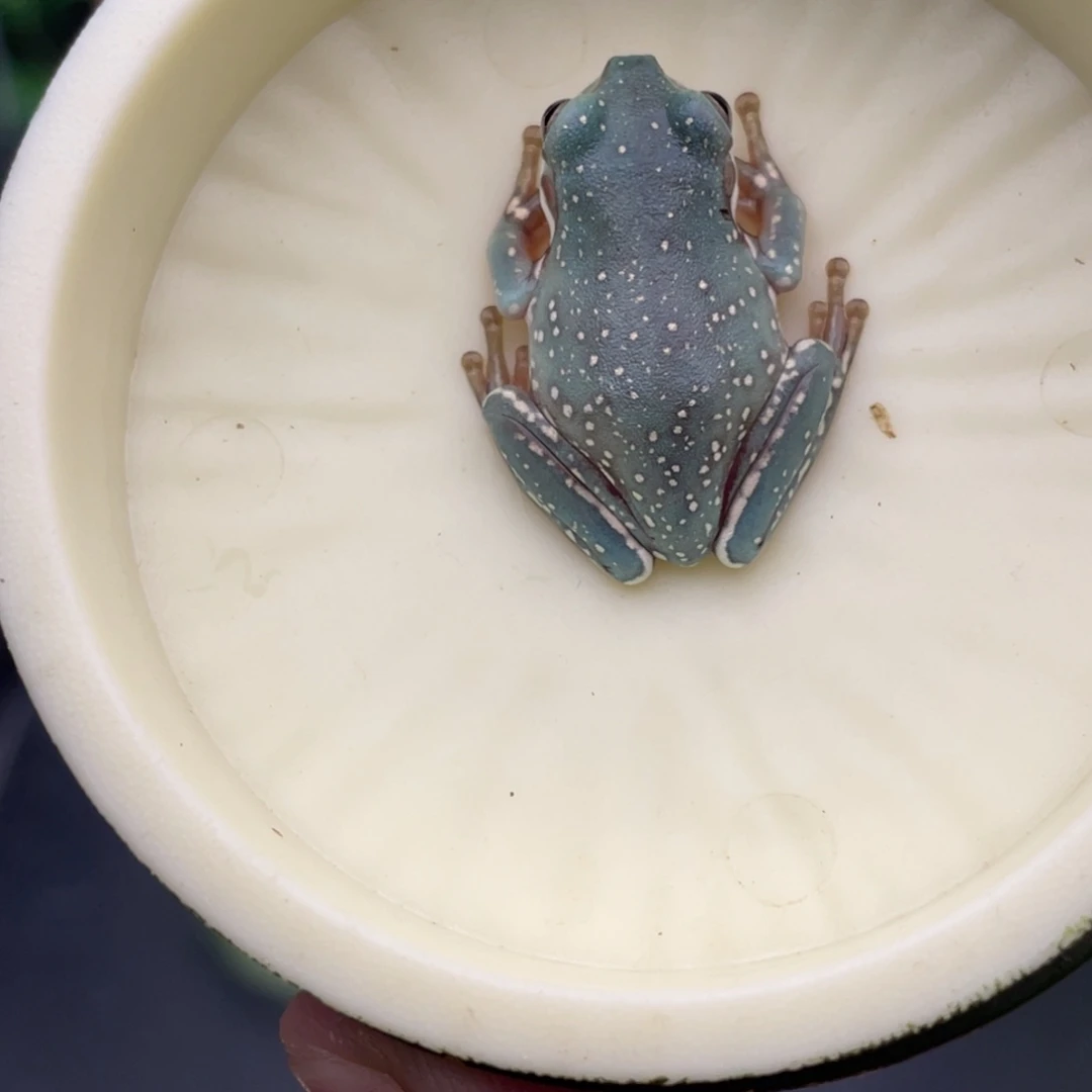 老爷树蛙10号宝石蓝