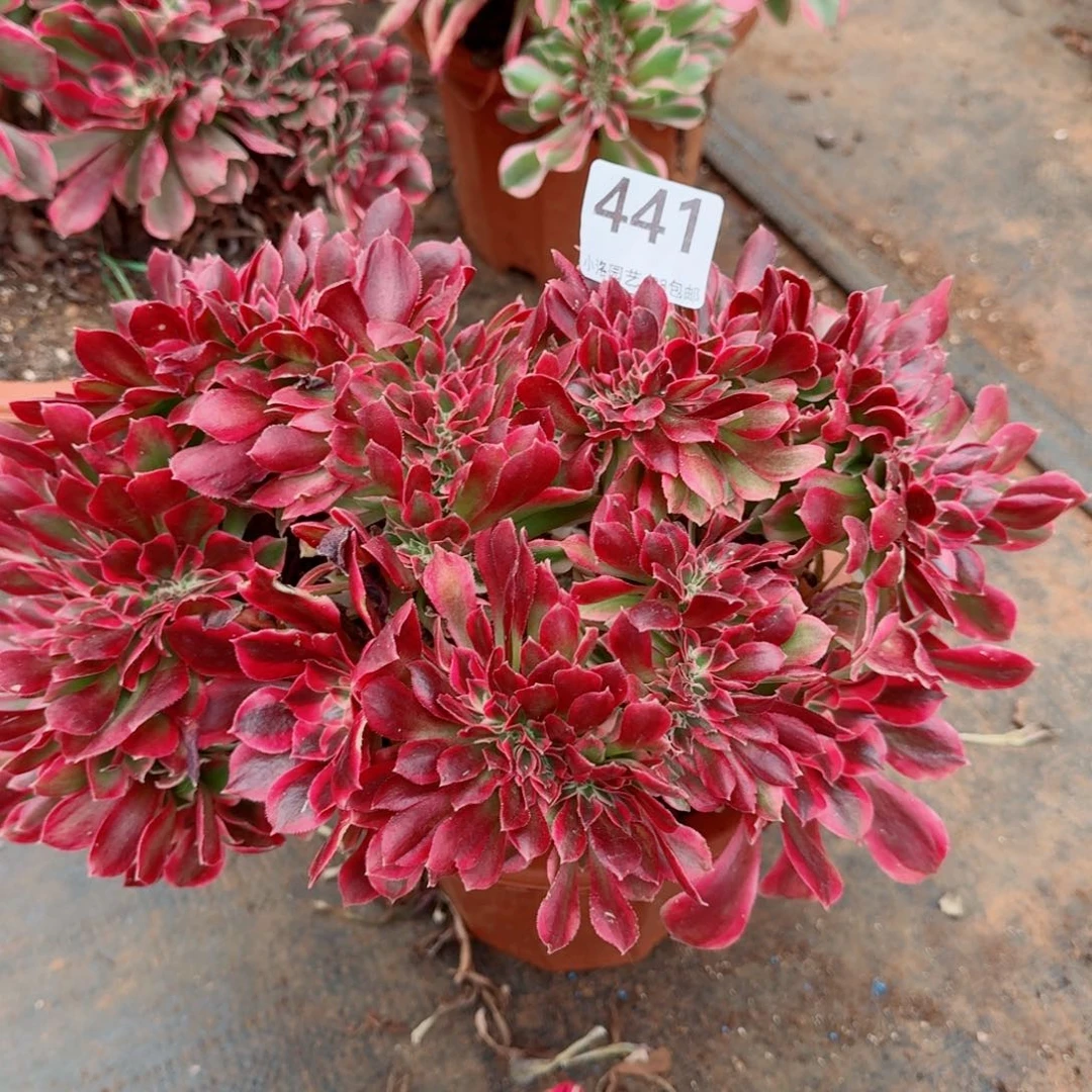 441粉女郎缀化多肉植物满28包邮