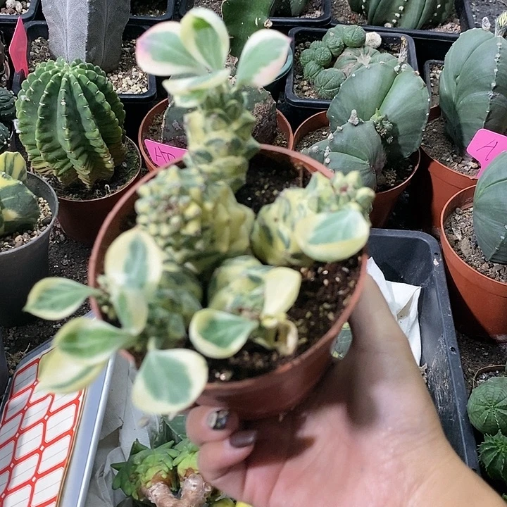 花花草草花花草草