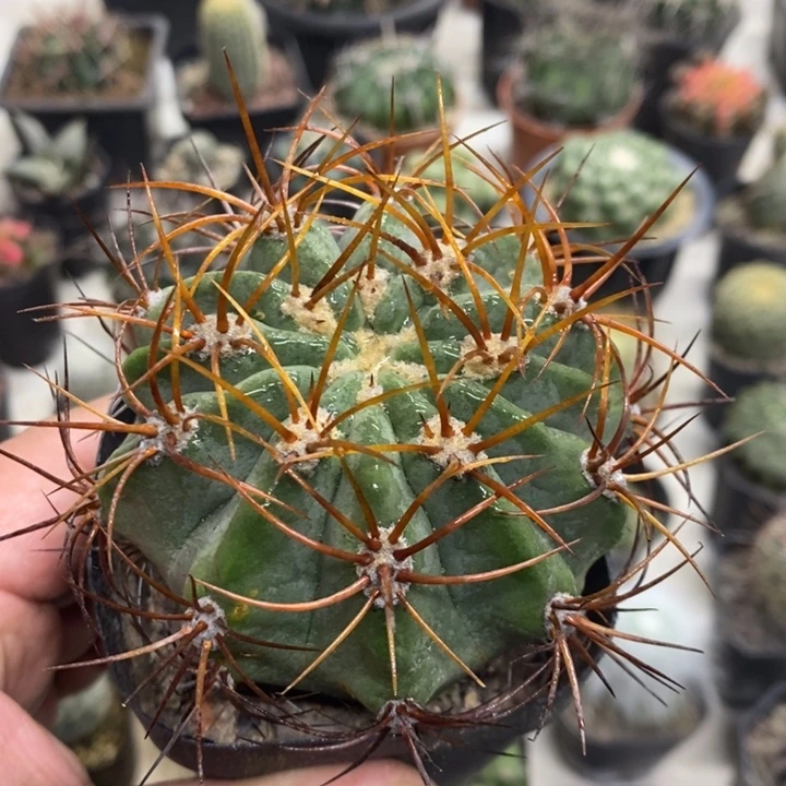 实生茜云特价福利