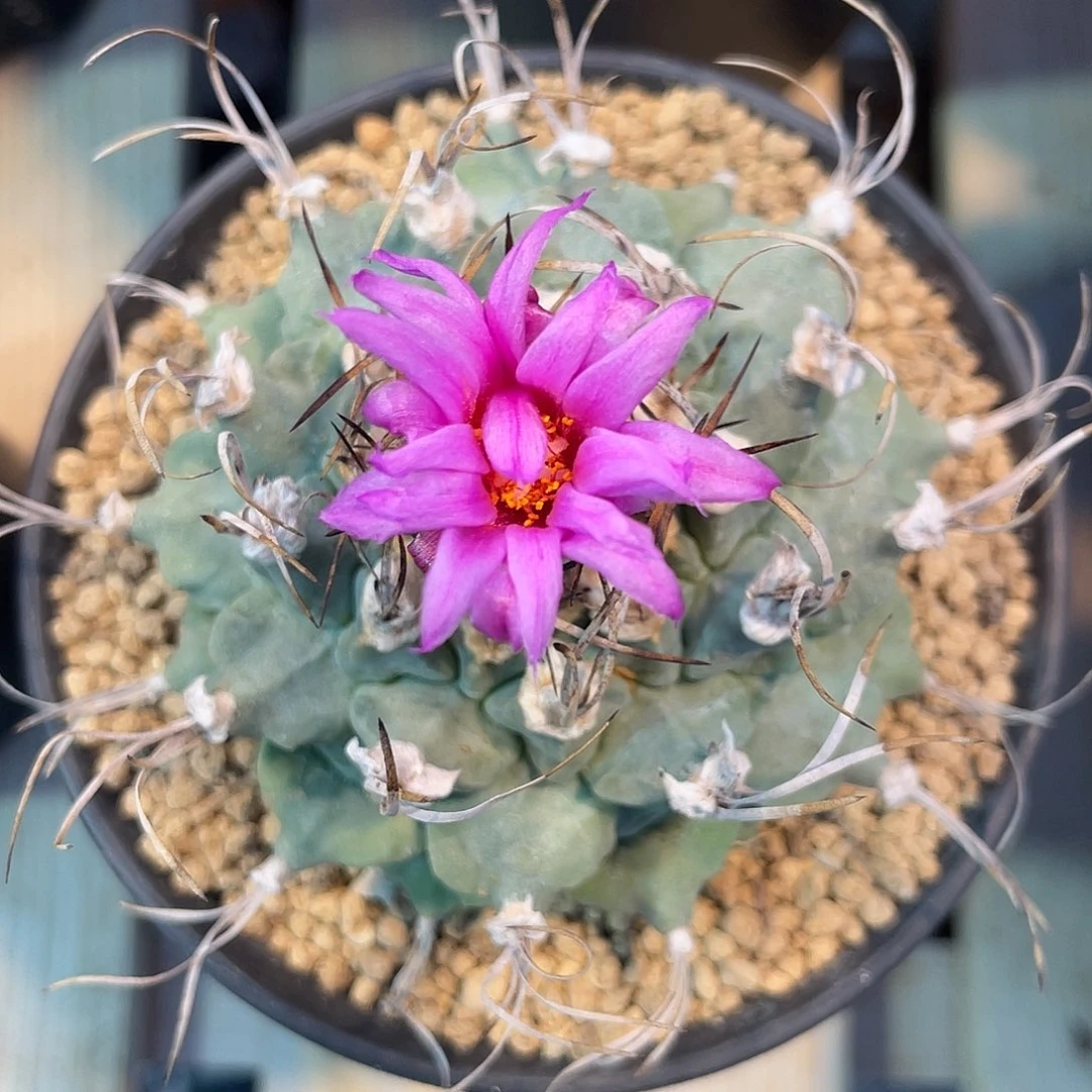 仙人球娇丽属赤花娇丽7.2厘米