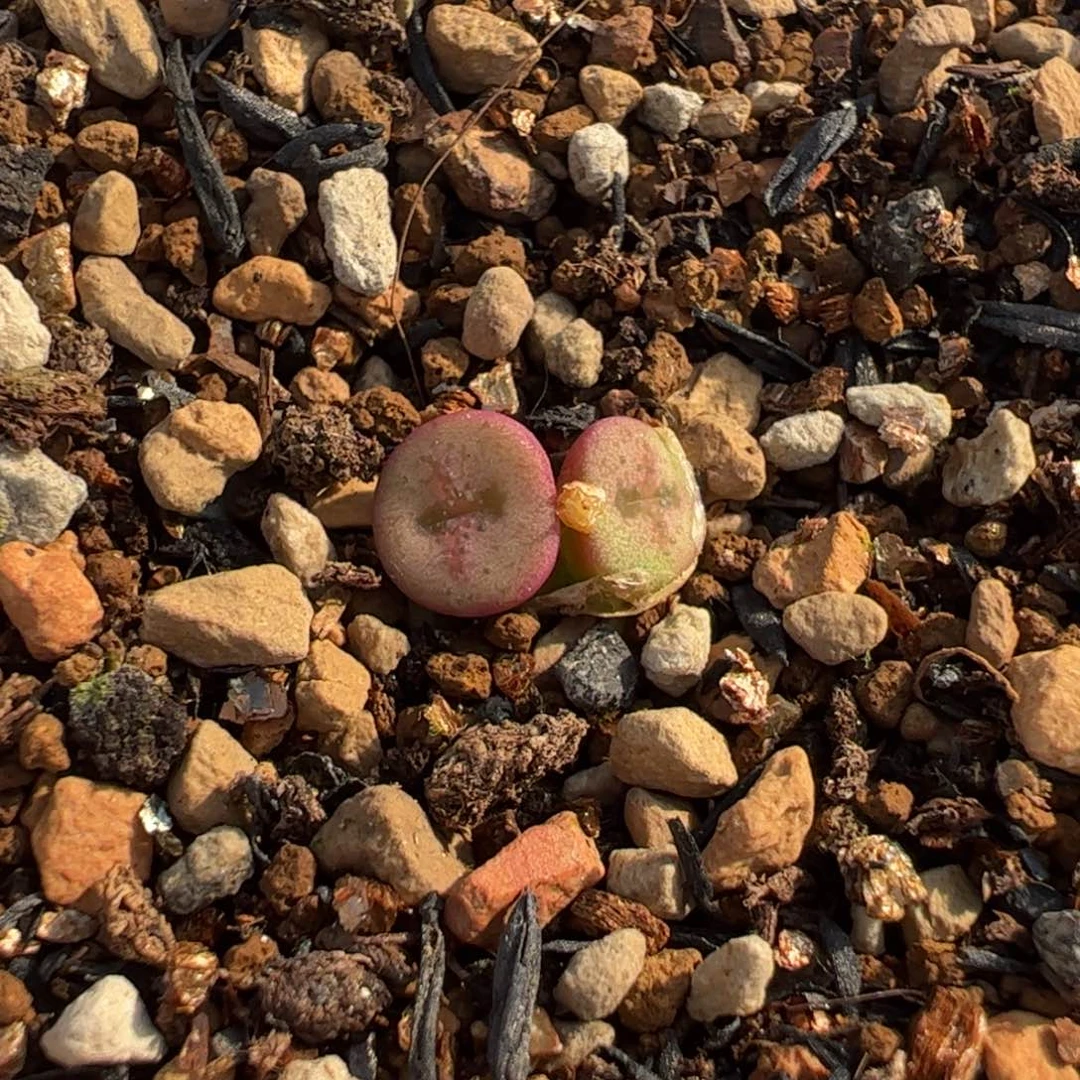 552多肉植物百科