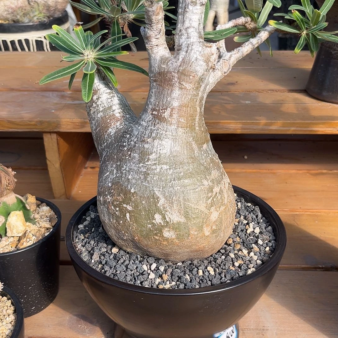 汤圆植物象牙宫哈