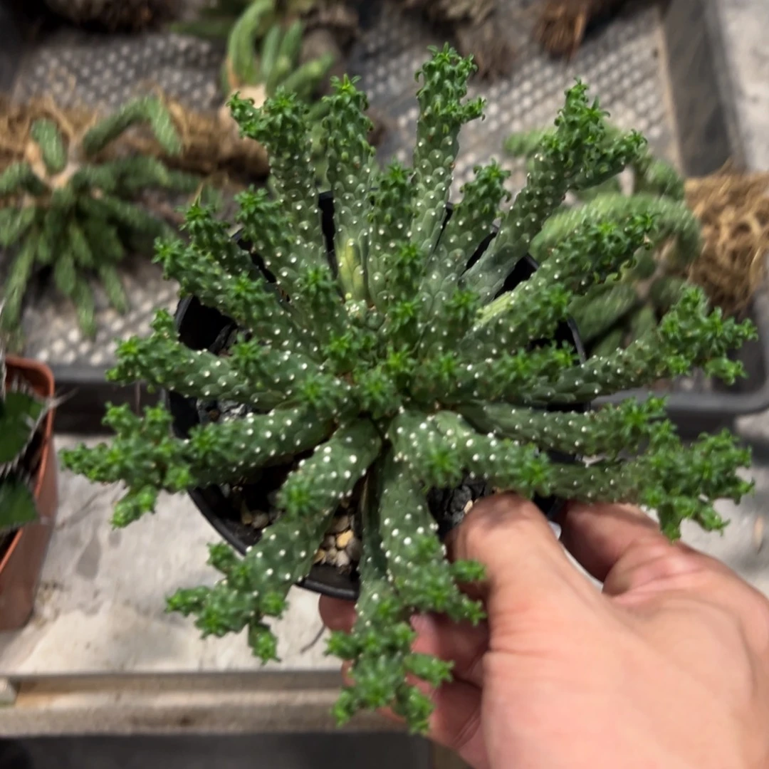唐***生677九头龙带盆发货植物