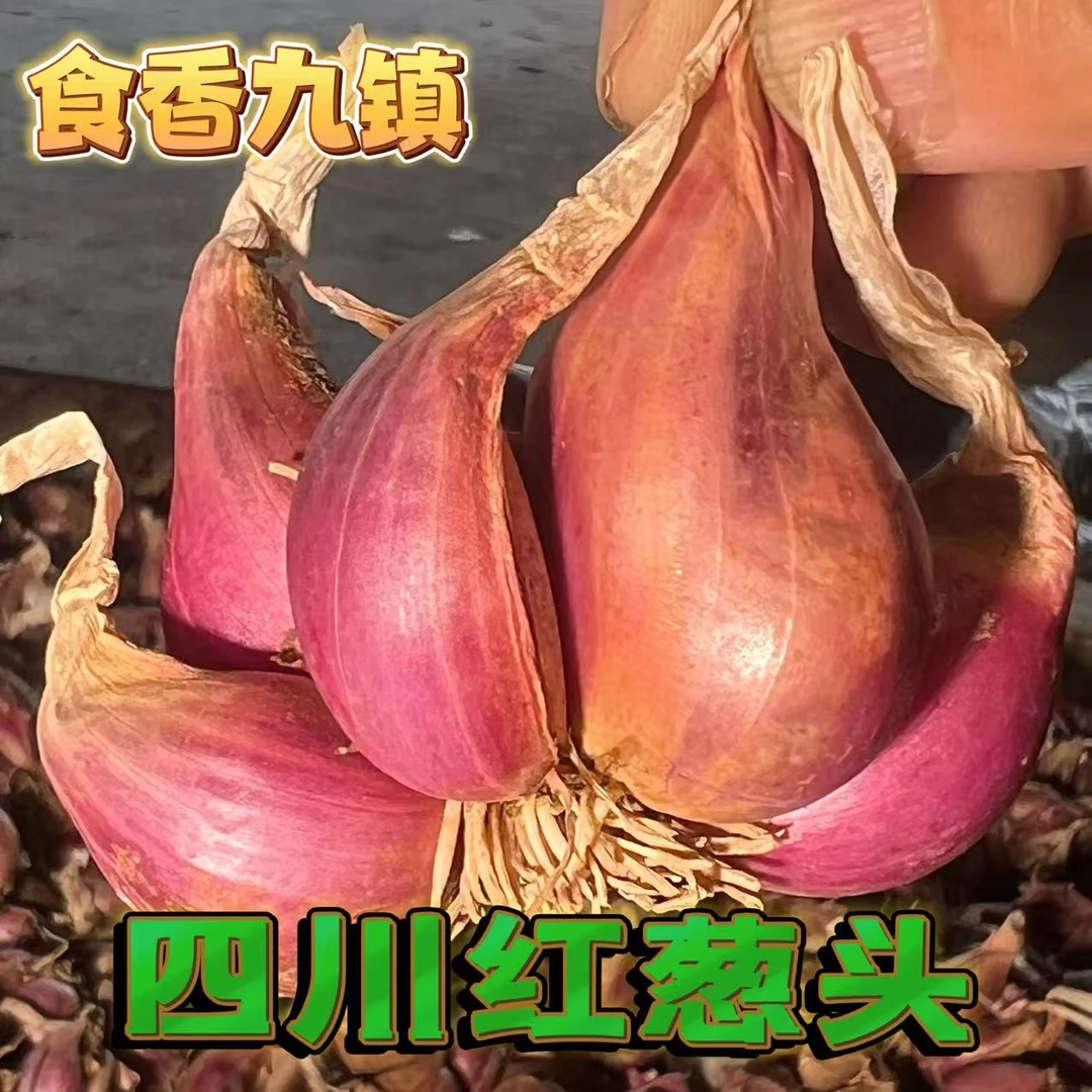 【福利】四川农家红葱头可食熬葱油特香的蔬菜