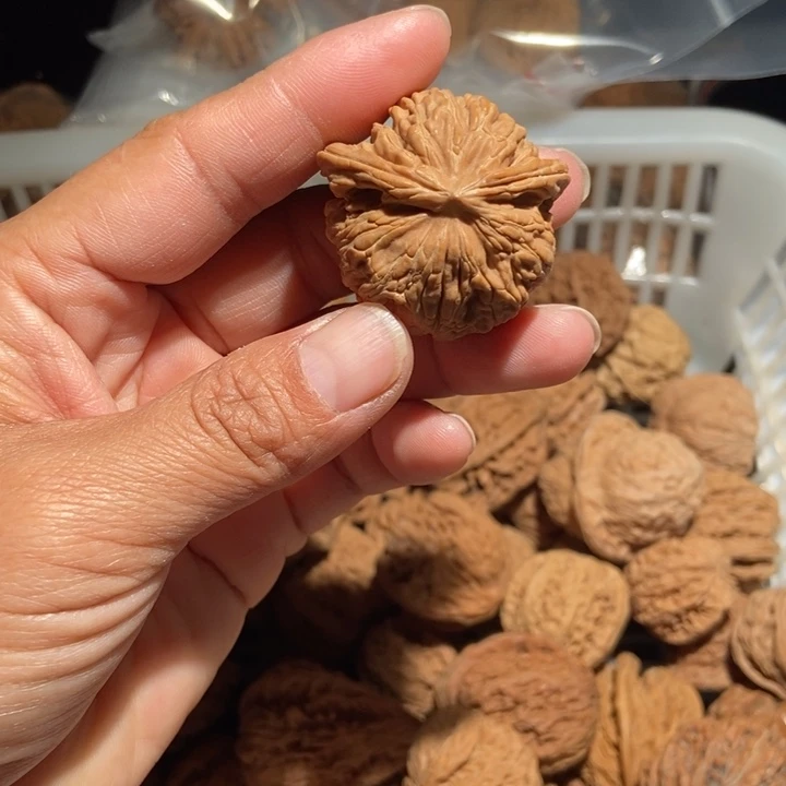 红***牛核桃四座楼飞蛇尺寸37全品
