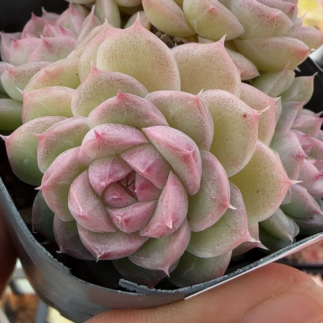 花语逸境0122-204散