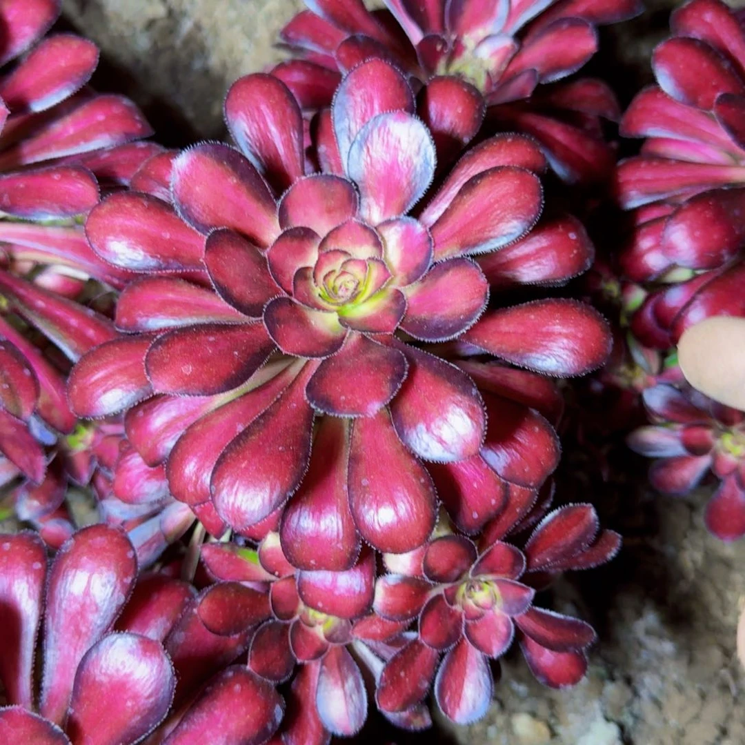 魅力法师锦满20包邮