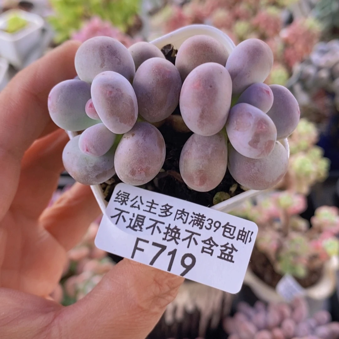 糖豆奶5cm719多肉植物