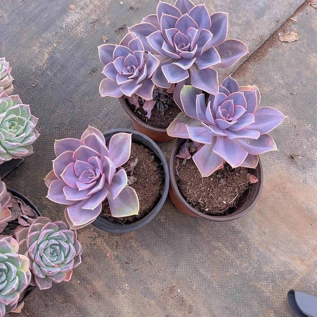 紫丁香三盆大单头精控