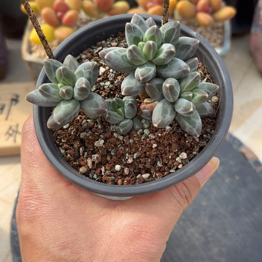 炫***名多肉植物美人羽光球