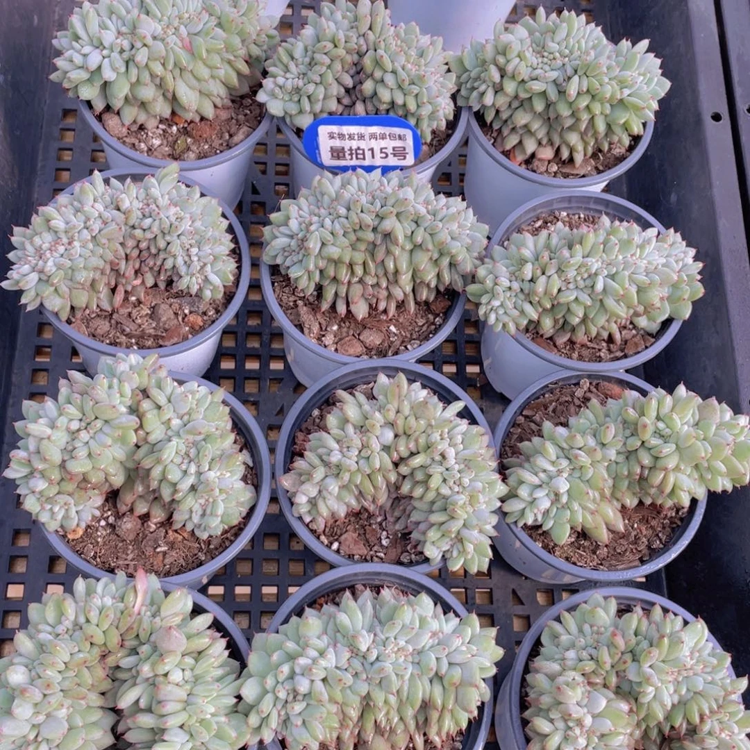 量拍15号 胖丁缀化一个