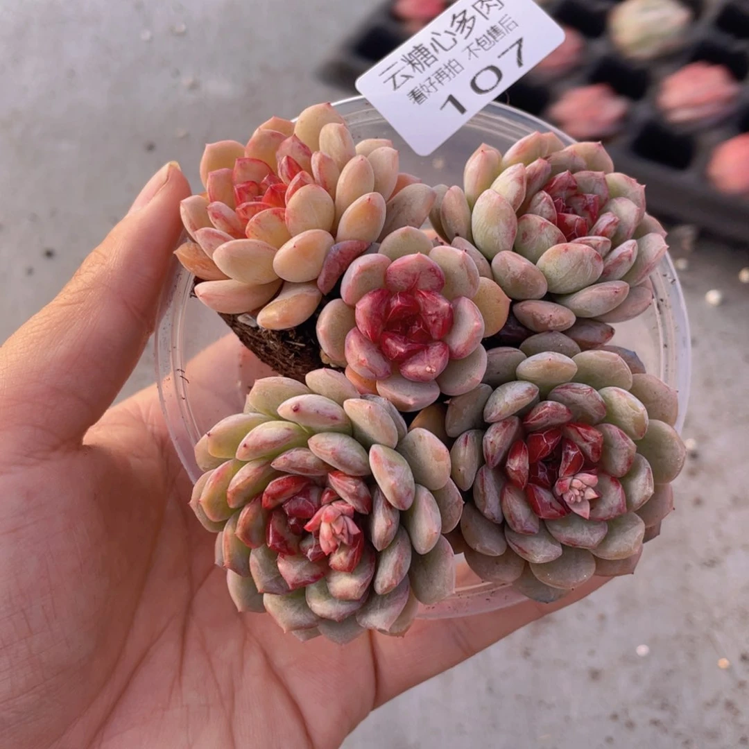 云糖心多肉植物107