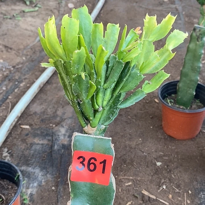 无花朵淡**智仙子361号新疆不包邮