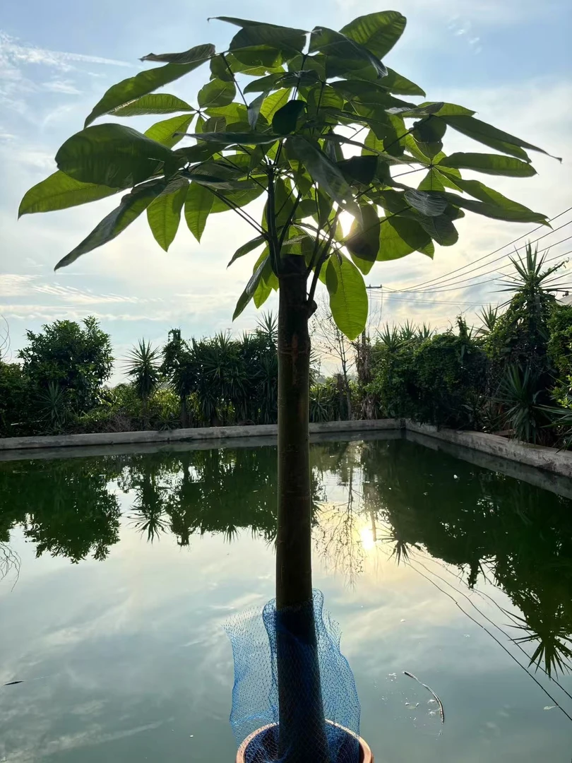 裸杆发财树盆栽大型绿植适合客厅办公室净化空气