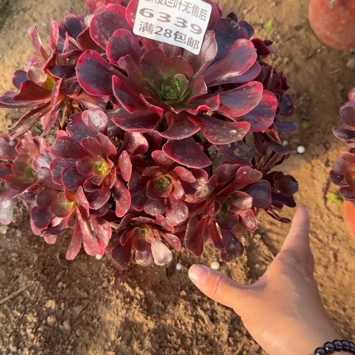 6339二号棚爱神多肉B