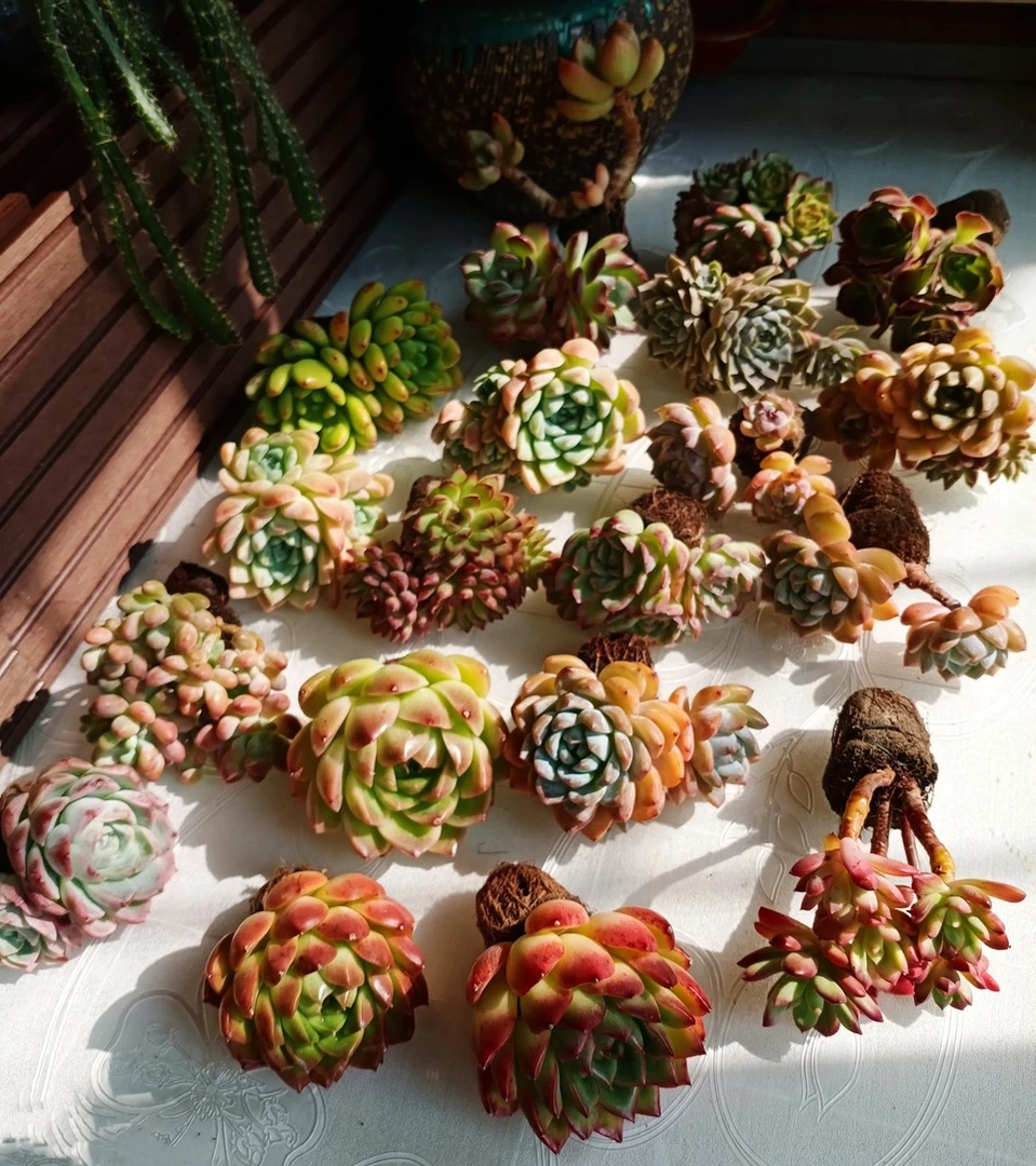 B651~B700  一物一拍  无土栽培多肉非偏远地区三单包邮