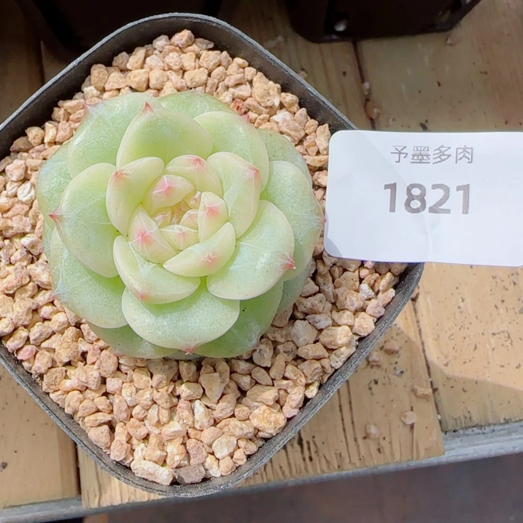 孤品珍妮，1821多肉植物