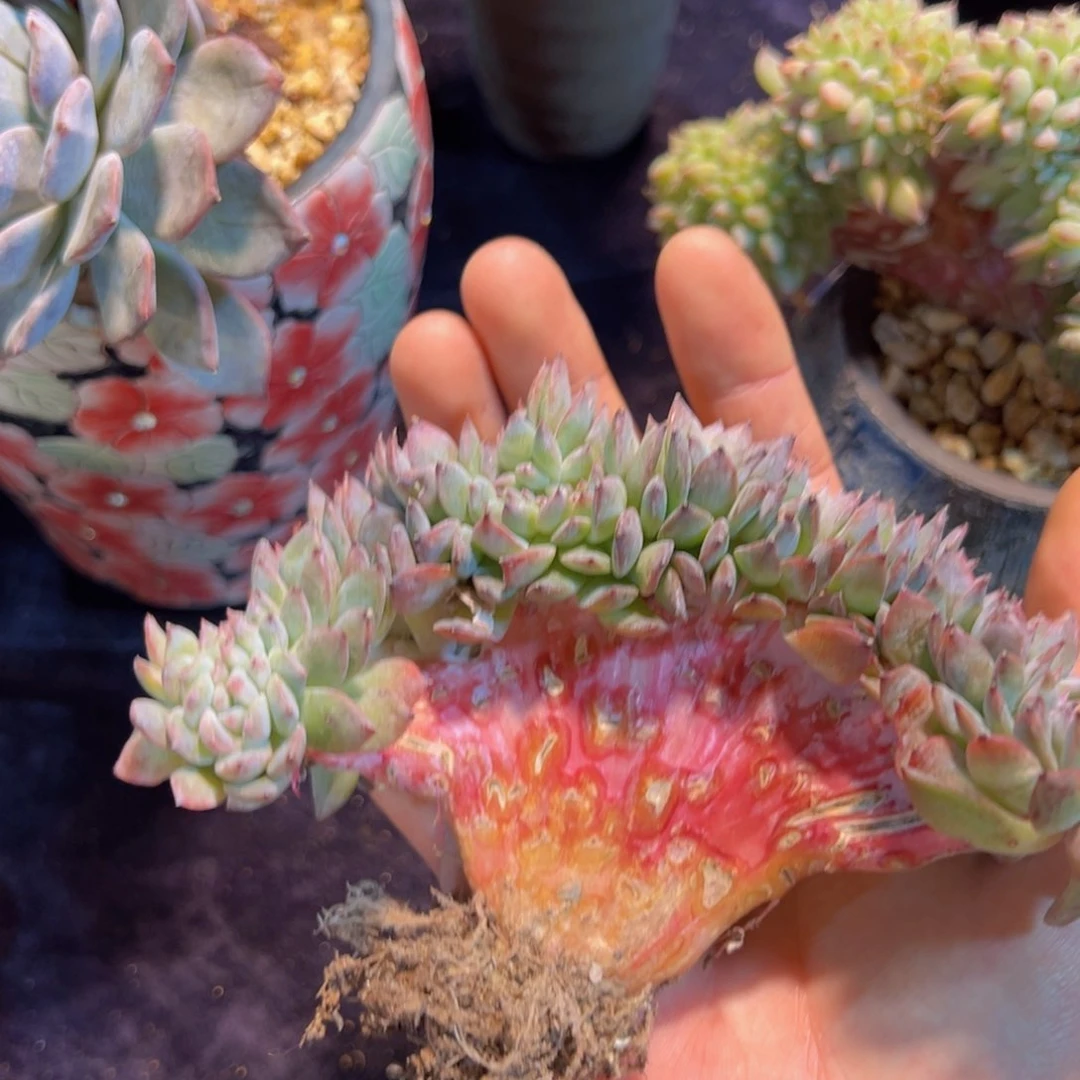 尾款差119。明天补齐全再发货