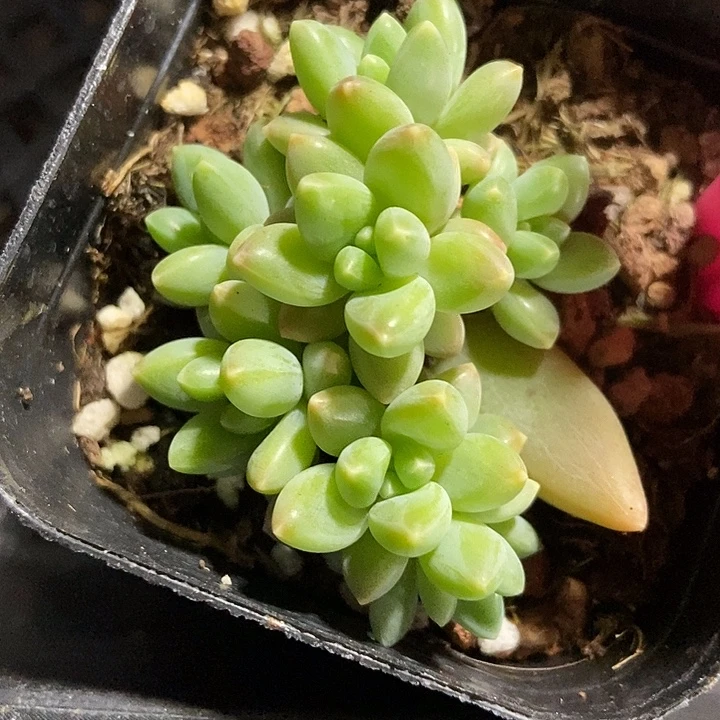 多肉植物阿蒂群101