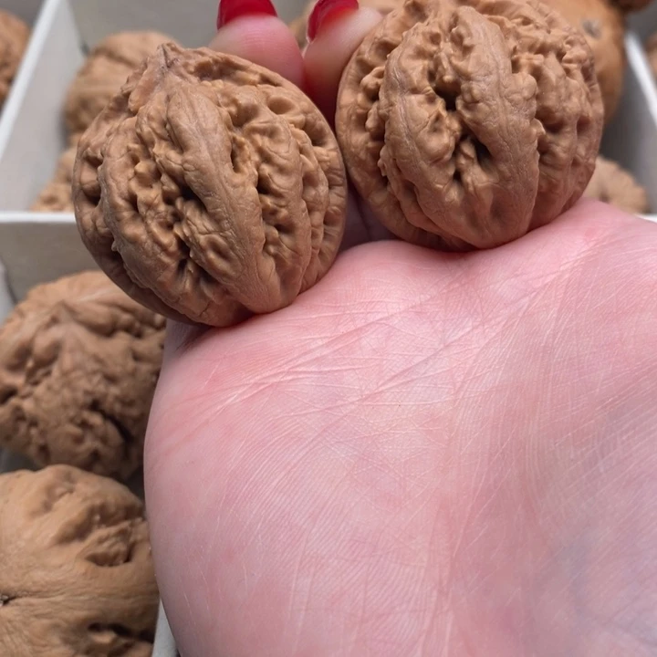 〈***〉霸王龙全品无修一刀没动