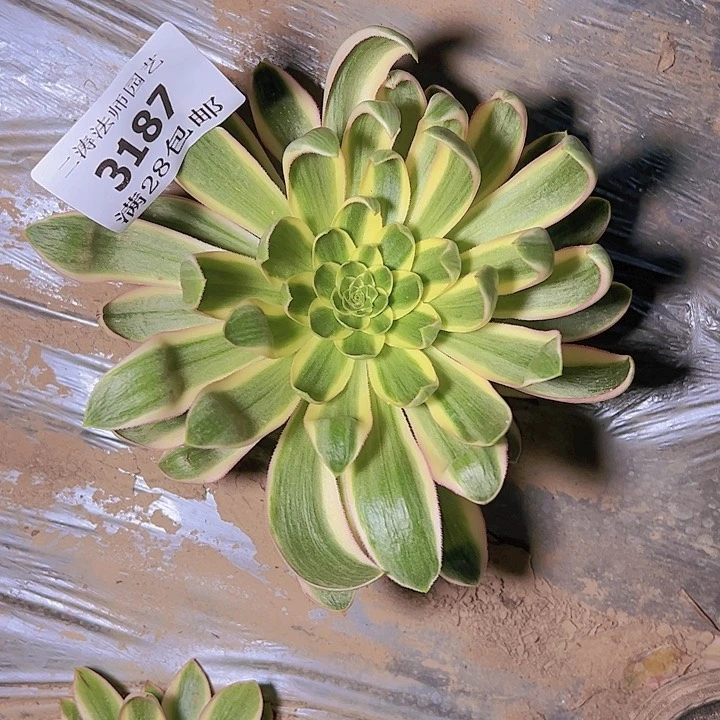 3187青莲多肉植物保护