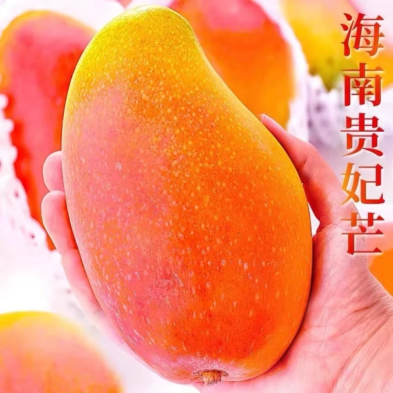 正宗贵妃新鲜芒果10斤当季树上熟红金龙辣椒夏季消暑水果