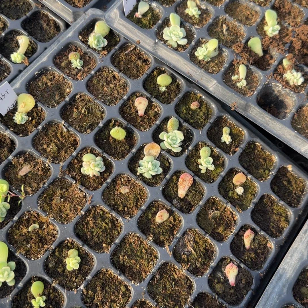 秃子穴2个满25包邮