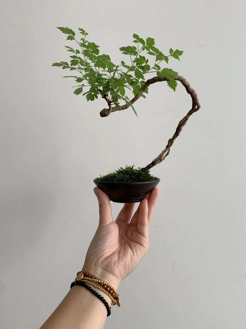 黄荆盆景素材，各种桩形。