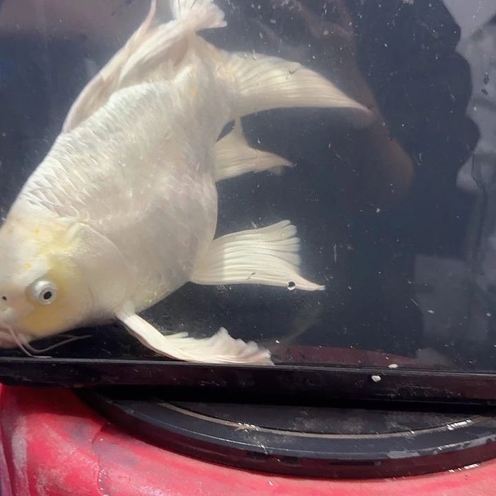 蝴蝶鲤鱼蝴蝶鲤包邮90