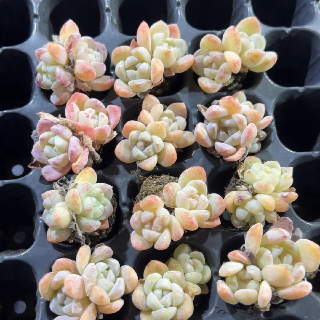 双头冰玉优选穴盘 到手1颗 大小3cm 量拍多肉 满18包邮