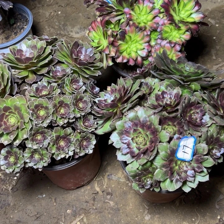 多肉植物断枝不包17