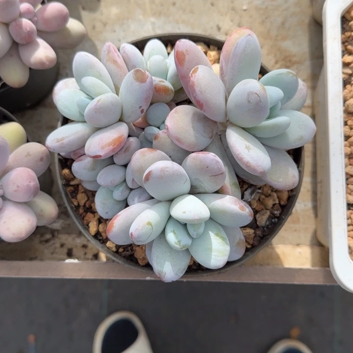 雪美人 群生 一物一拍