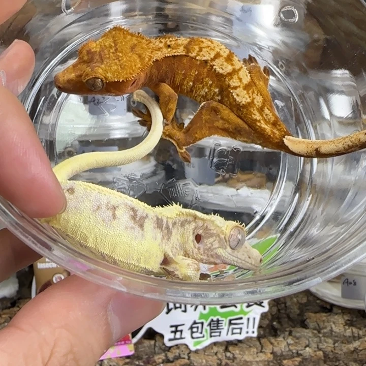 洋****睫角守宫红白一起