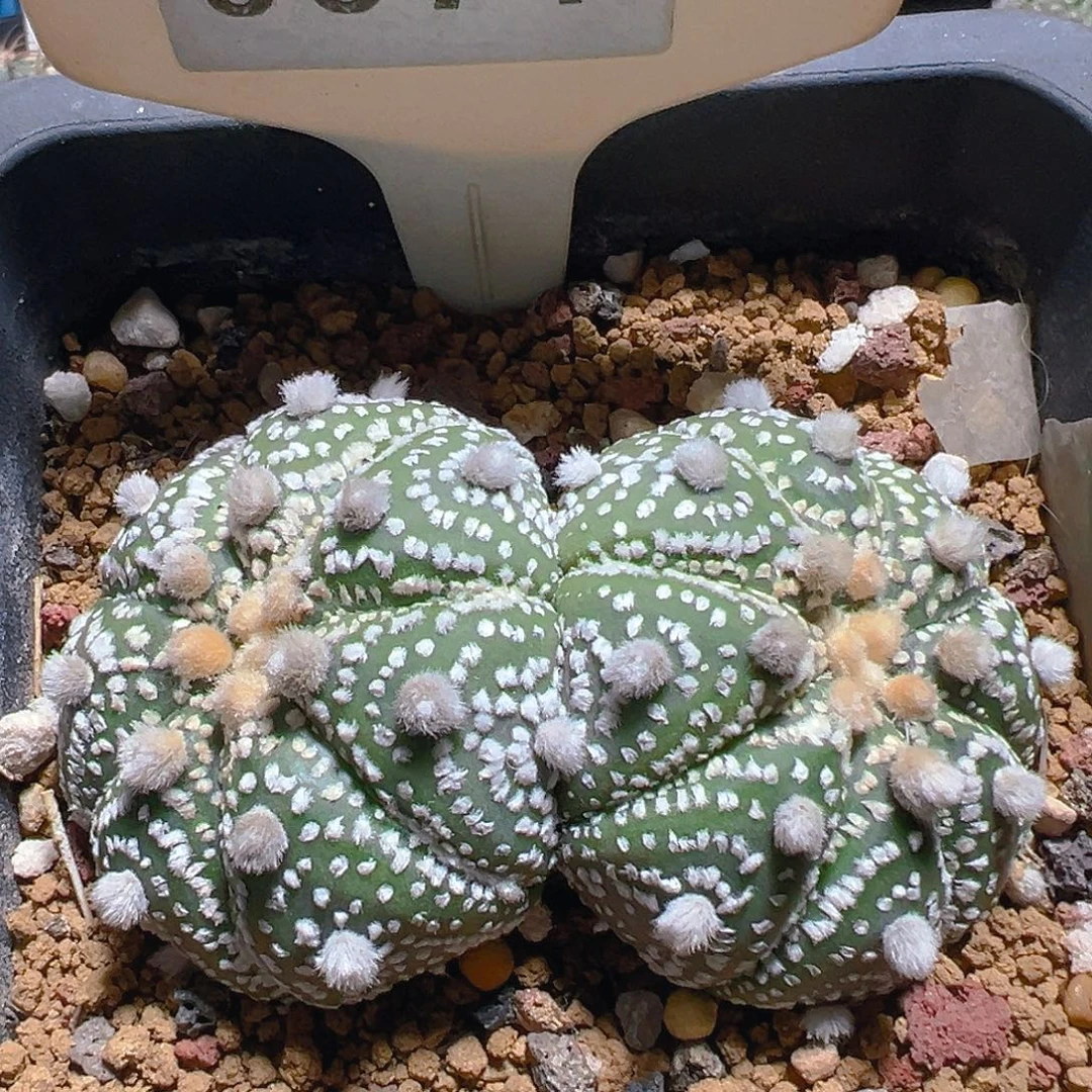 6671毛羽笠双头实生裸根发