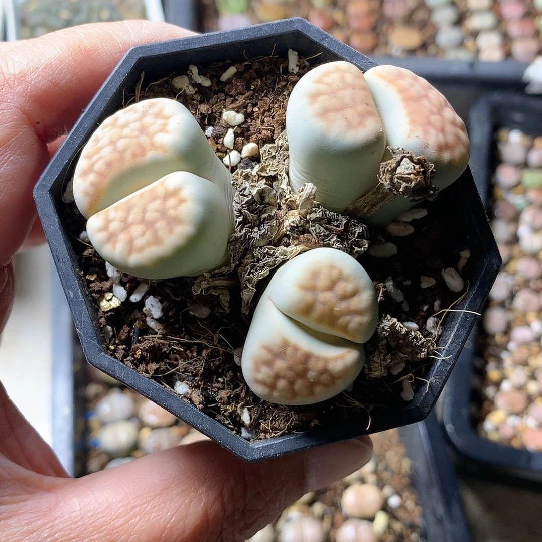 思****兮T374多肉植物保护