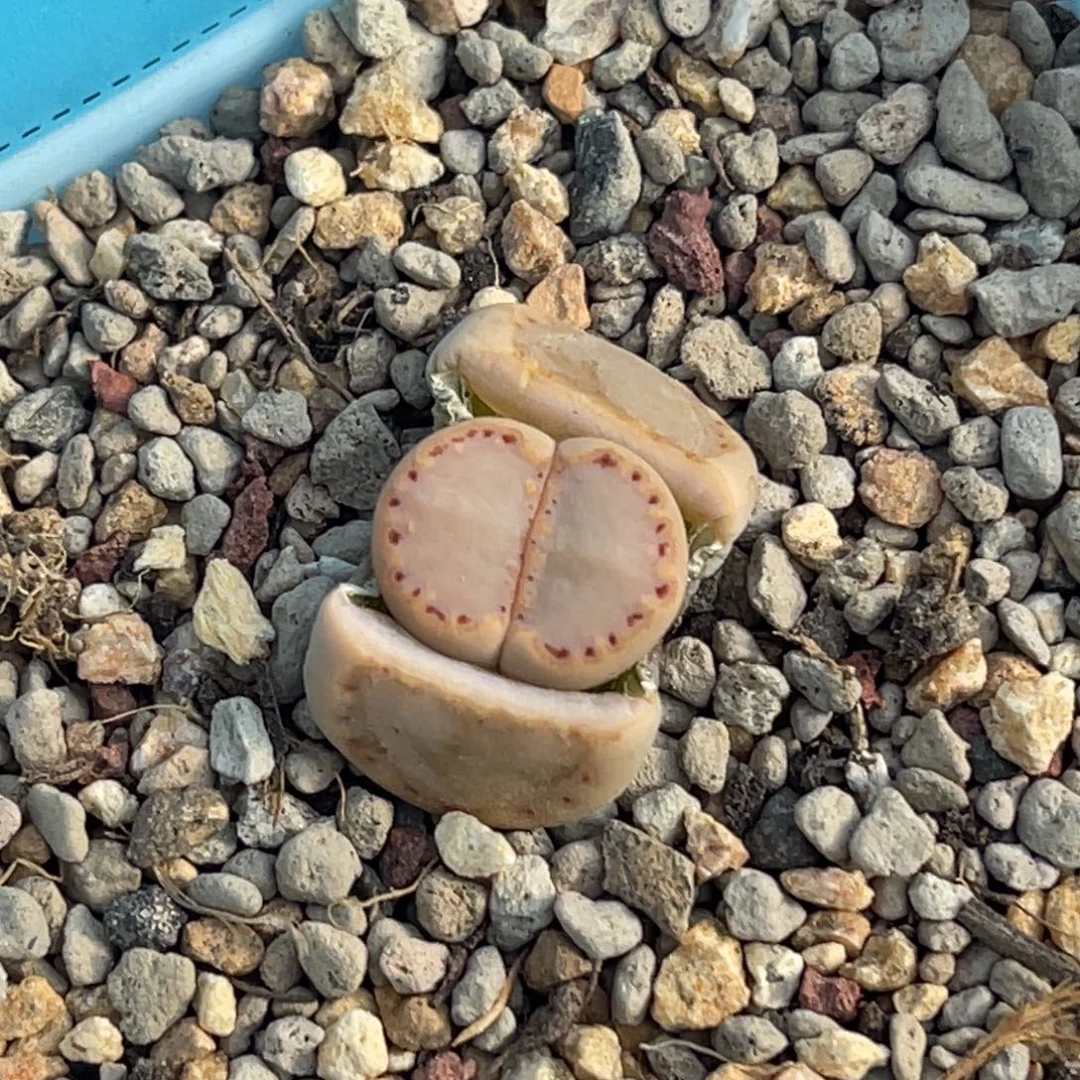 6984净窗粉饼干一颗